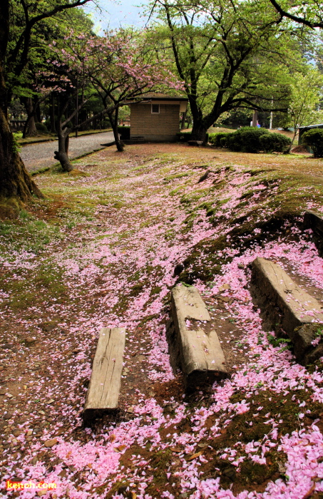 サクラのピンクの花びらのじゅうたん（弥彦・テニスコートわき）