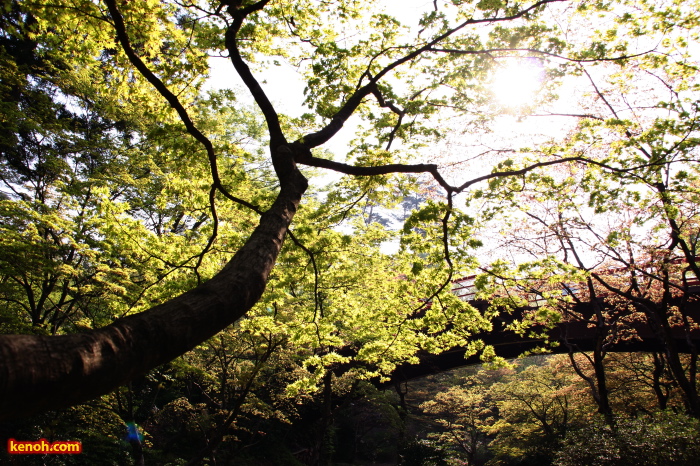 モミジ（弥彦公園）