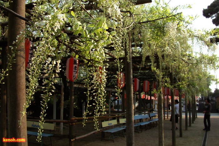 フジ（県天然記念物「八王寺の白藤」／燕市・安了寺）