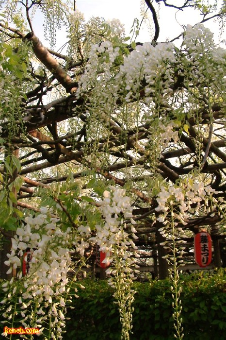 フジ（県天然記念物「八王寺の白藤」／燕市・安了寺）