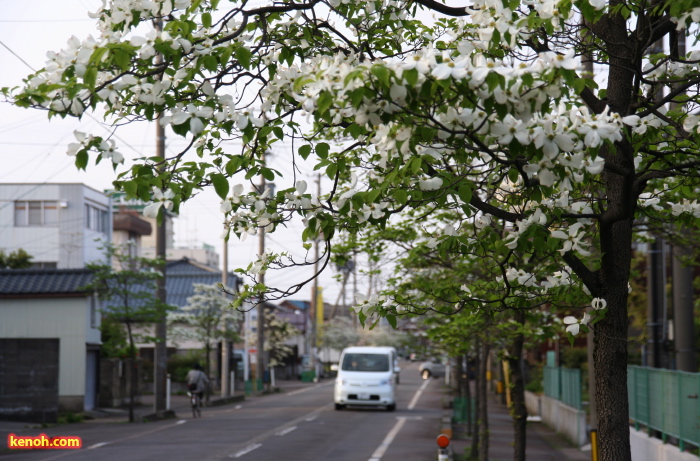 ハナミズキ（三条市荒町2）