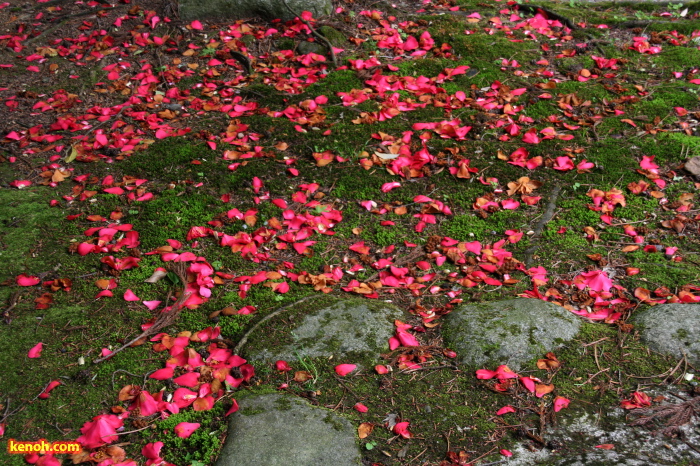 ツバキの花びら（弥彦公園）