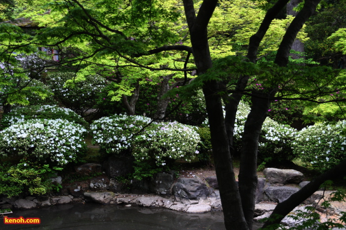 ツツジ（弥彦公園の池）