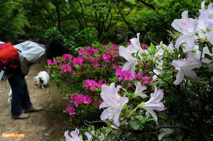 ツツジ（弥彦公園もみじ谷の観月橋そば）