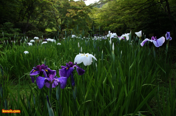 ハナショウブ（弥彦公園・もみじ谷）