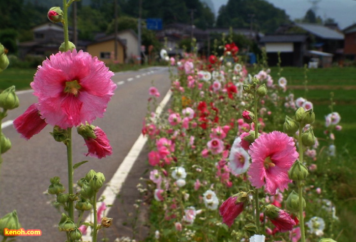 タチアオイ（三条市下田地区、森町地内）