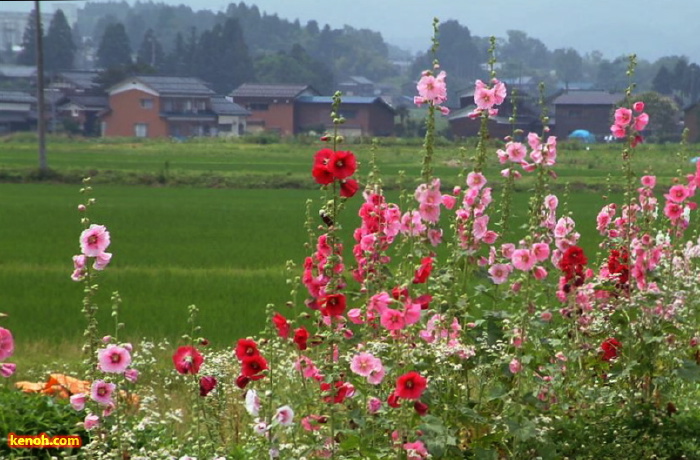 タチアオイ（三条市下田地区、森町地内）