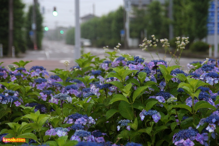 ガクアジサイ（燕市・県央大橋の須頃郷側の交差点の緑地）