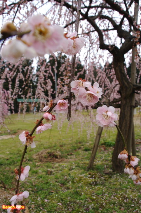 ウメ（田上町梅林公園）