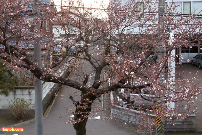 三条市役所西側のソメイヨシノ