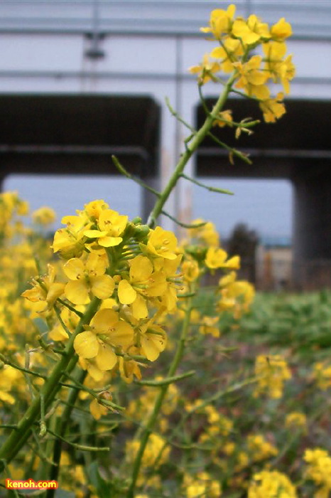 アスパラ菜の畑（燕市小高）