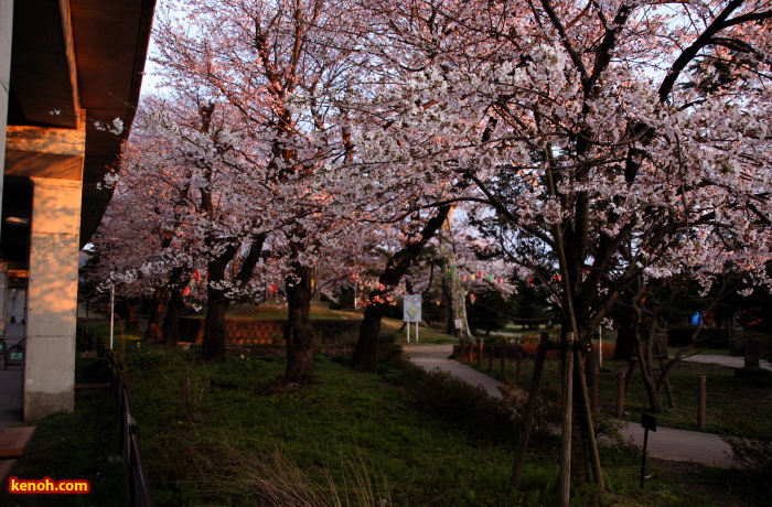 ソメイヨシノ（三条市・八幡宮）