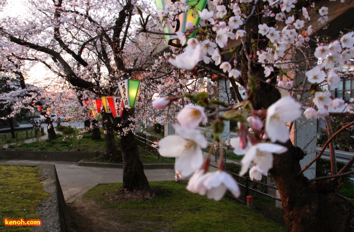 ソメイヨシノ（三条市・八幡宮）