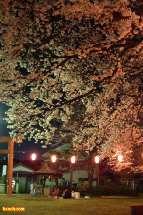 燕・金山神社のサクラ