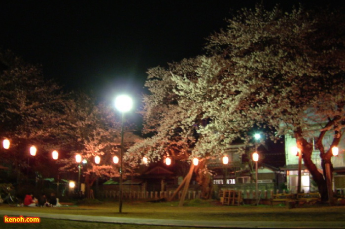 燕・金山神社のサクラ