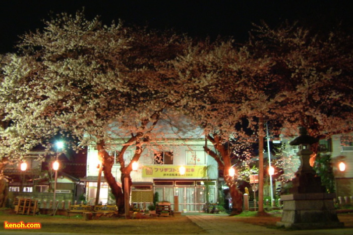 燕・金山神社のサクラ