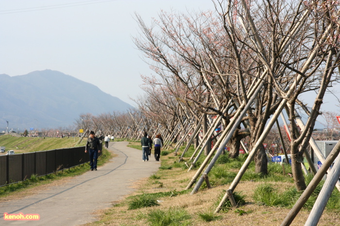 ソメイヨシノ（大河津分水・桜並木）