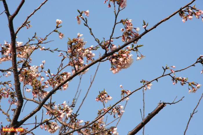 ソメイヨシノ（大河津分水・桜並木）