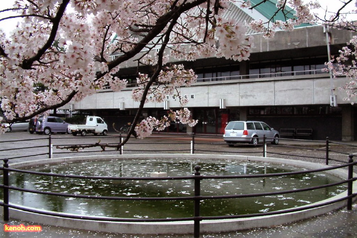 ソメイヨシノ（三条市厚生福祉会館駐車場）