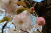 サトザクラ(三条市保内公園)