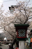弥彦駅前の早咲きのヒガンザクラ