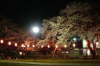 燕・金山神社のサクラ