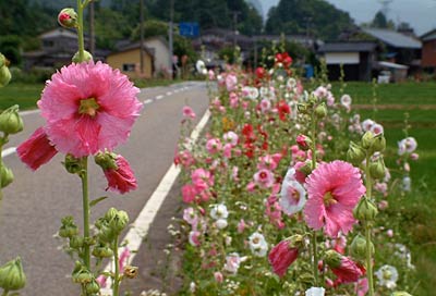 三条市森町地内の路傍に連なって咲く梅雨の花、タチアオイ