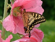 タチアオイの花の蜜を吸うアゲハチョウ