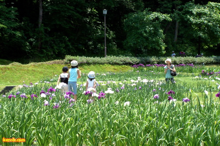 花菖蒲園