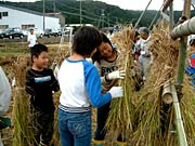 イネを刈り取ったあとからはざ掛け