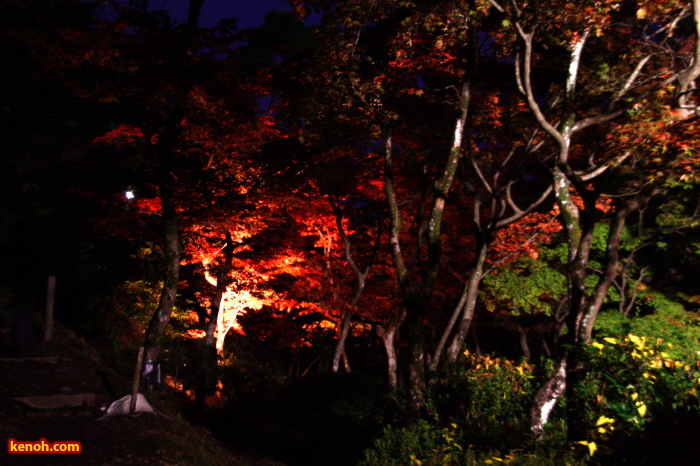 弥彦公園・もみじ谷のライトアップ
