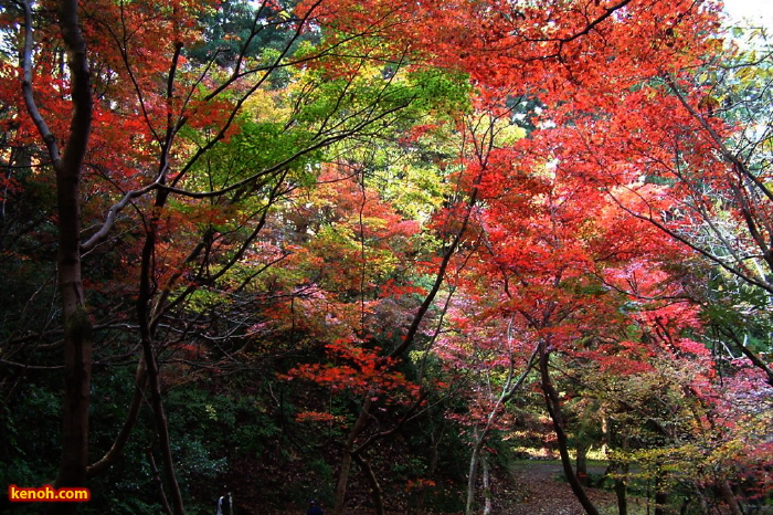 加茂山公園・神池から東屋付近