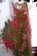 三条市中央公民館北側外壁のツタの紅葉