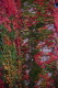 三条市中央公民館北側外壁のツタの紅葉