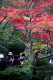 弥彦公園・もみじ谷の紅葉