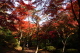 弥彦公園・もみじ谷の紅葉