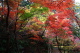 加茂山公園・神池から東屋付近