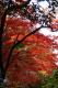 加茂山公園・諏訪神社付近