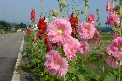 三条市森町地内の路肩で咲くタチアオイ