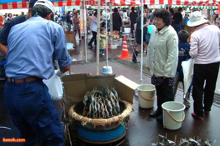 ニジマスのつかみ取り