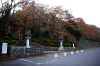 弥彦神社東参道側の大駐車場はサクラが紅葉