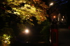 弥彦公園のライトアップ
