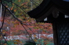 弥彦神社東参道側の大駐車場はサクラが紅葉