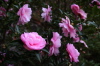弥彦神社・桜苑に咲くピンク色が鮮やかな花
