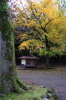 弥彦神社・鹿苑の売店とイチョウの紅葉