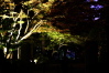 弥彦公園のライトアップ