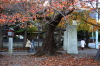 テニスコートわきの弥彦公園入り口、ヤエザクラが紅葉