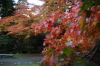 テニスコート裏の公園はとりどりの紅葉