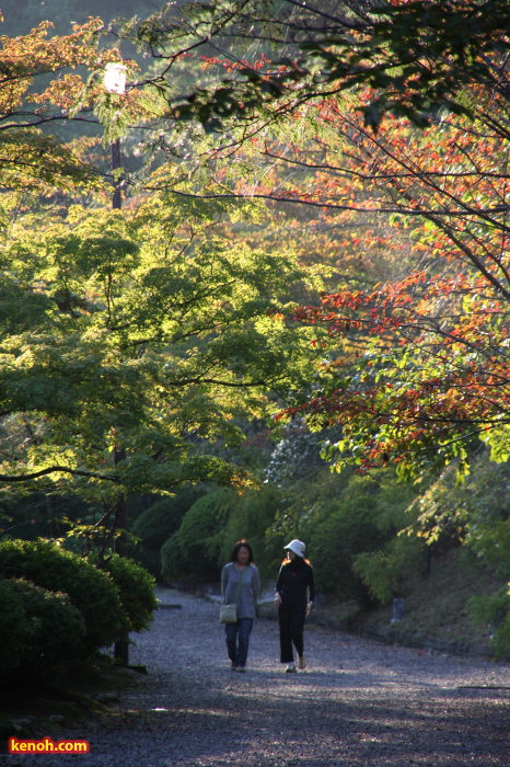 弥彦公園もみじ谷
