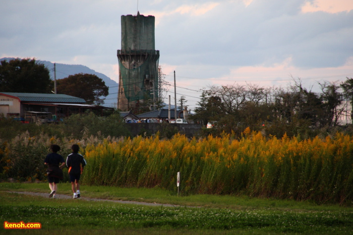 セイタカアワダチソウ／燕市大曲河川公園